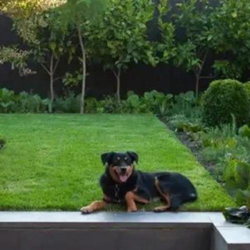 Popular Science | How do you clean your yard in the summer? Maybe you need a pressure cleaner！